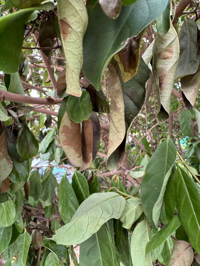 What Is Killing My Viburnum Branch by Branch? Dengarden