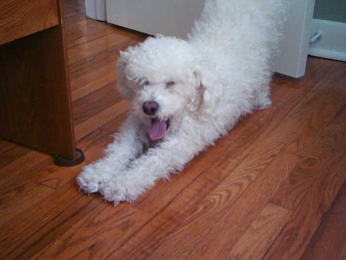 Why Does My Dog Stretch so Much? (and Is It Normal?) PetHelpful