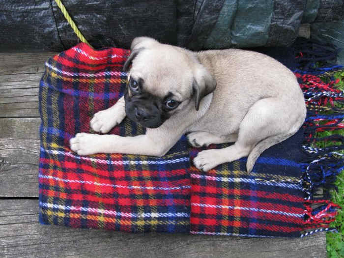 Why Does My Dog Knead His Blanket? (And You!) PetHelpful