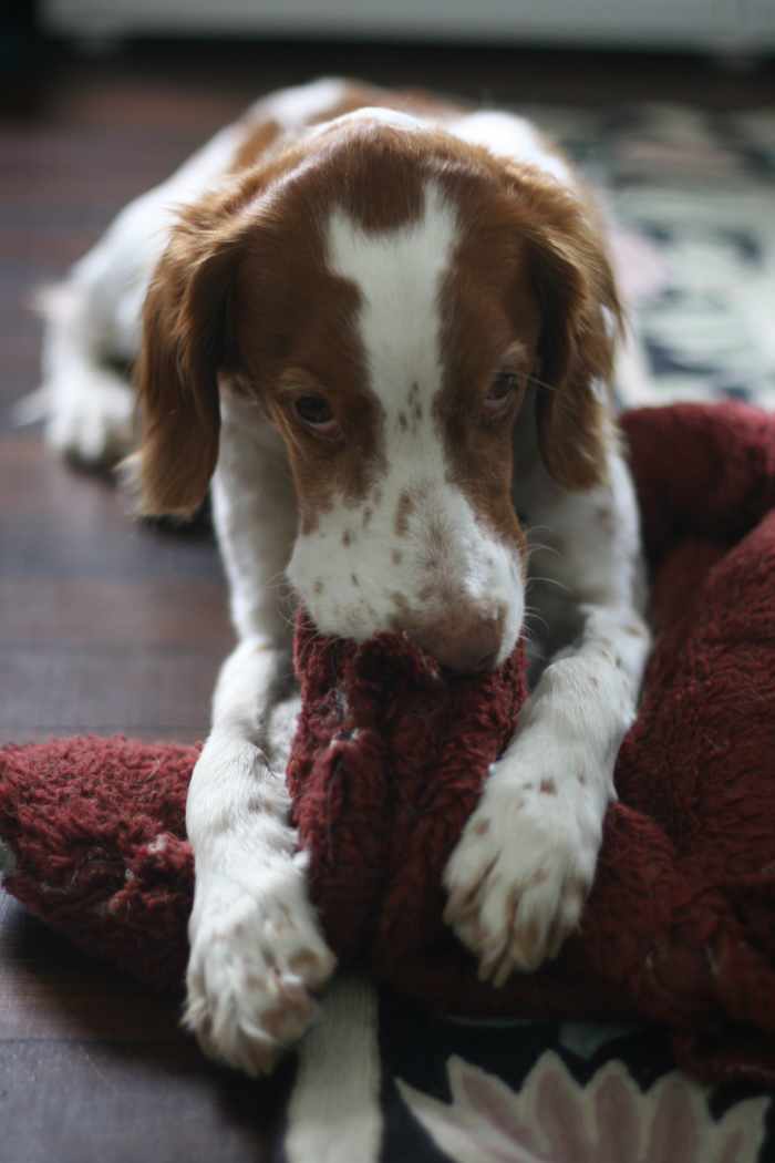 Why Does My Dog Knead His Blanket? (And You!) PetHelpful