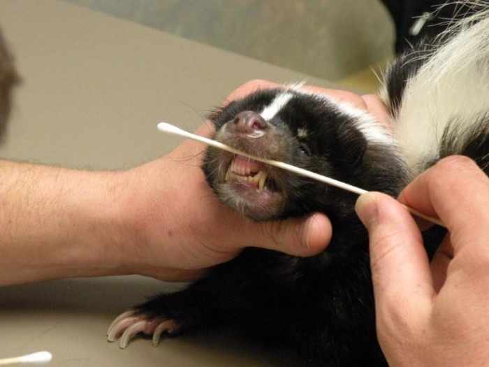 Is it Legal to Own a Pet Skunk? - HubPages