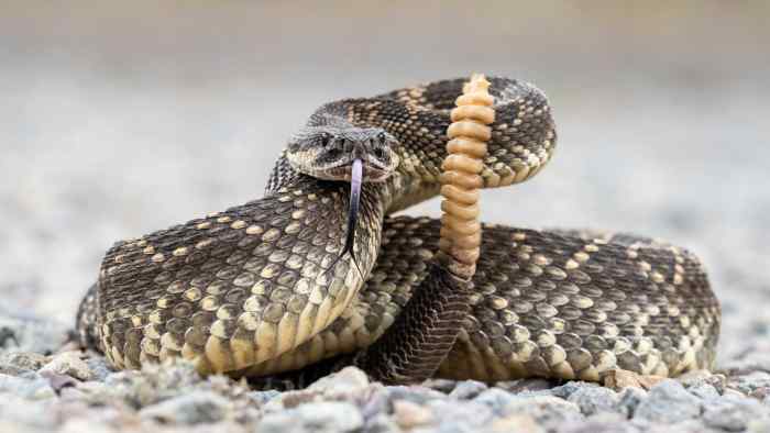 The Top 10 Deadliest Rattlesnakes in the World - Owlcation