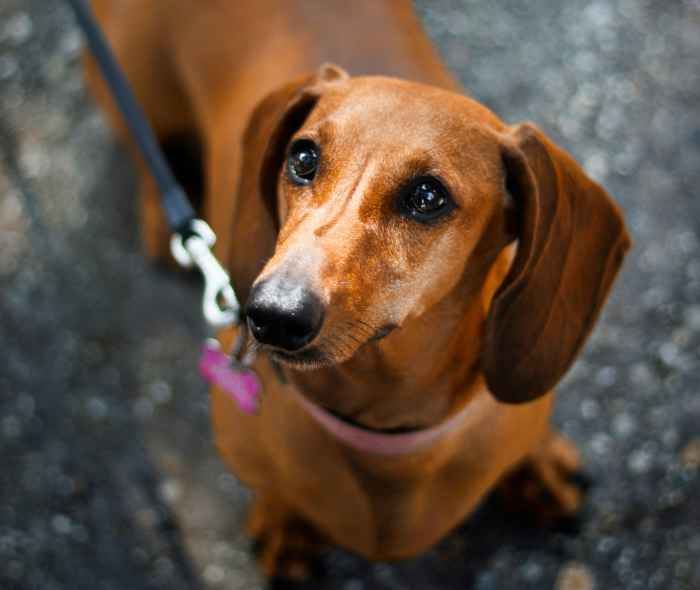 100+ Brown Male Dog Names From Tan to Tawny to Mahogany HubPages