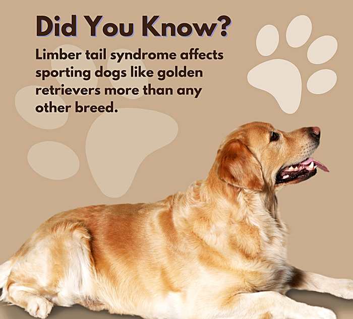 Why Is My Dog's Tail Down? Limber Tail Syndrome in Dogs PetHelpful