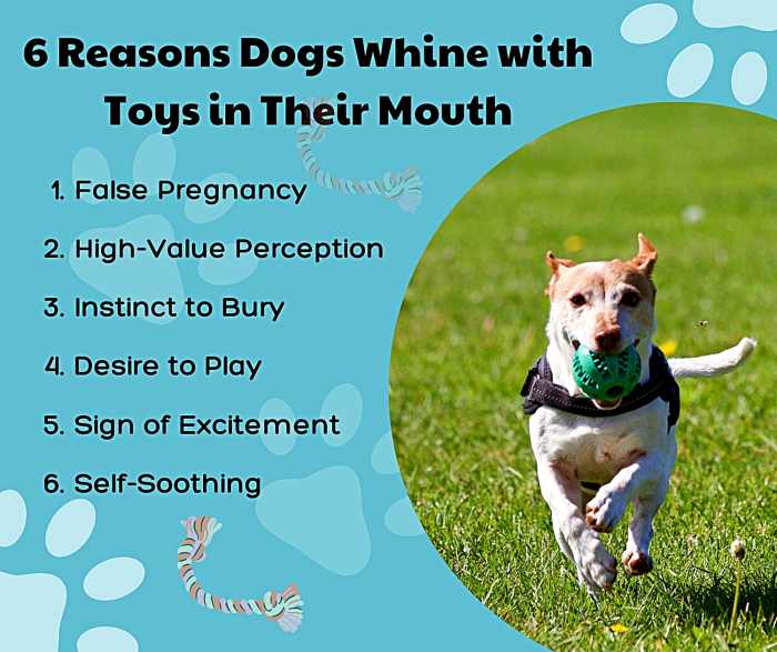 why-is-my-female-dog-whining-and-carrying-a-toy-pethelpful