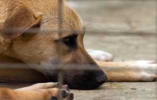 The Ugly Truth About Puppy Mills - HubPages