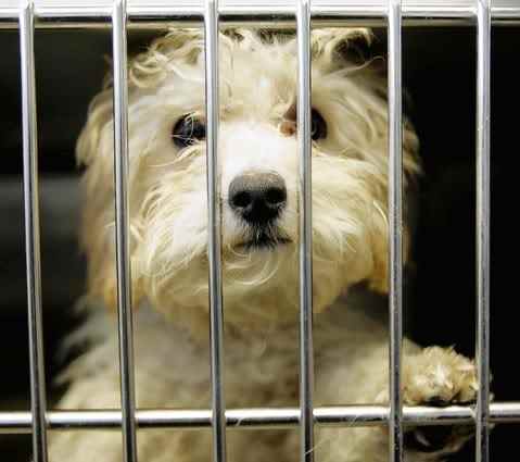 The Ugly Truth About Puppy Mills - HubPages