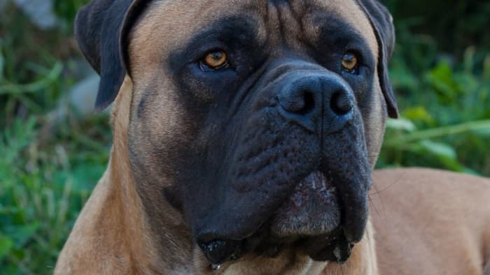 Boerboels, the South African Guardians: In-Depth Breed Guide - PetHelpful