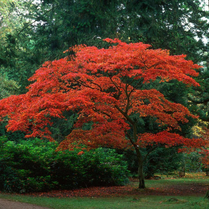 The Best Trees to Plant in Your Yard - Dengarden