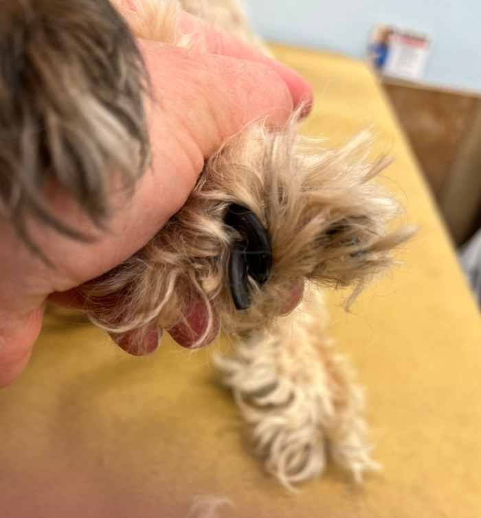 What to Know Before a Dog Groomer HubPages