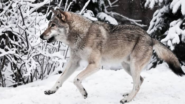 The 11 Largest Wolves in the World - Owlcation