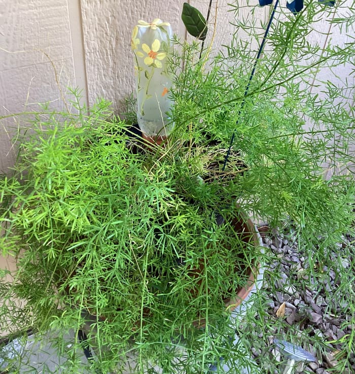 9 Plants That Survived the Arizona Summer on My Patio - Dengarden