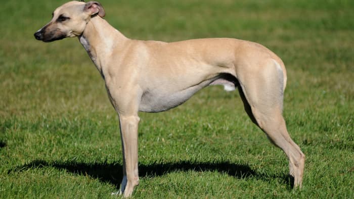 Meet the Whippet: The Ultimate Guide to This Agile and Affectionate ...