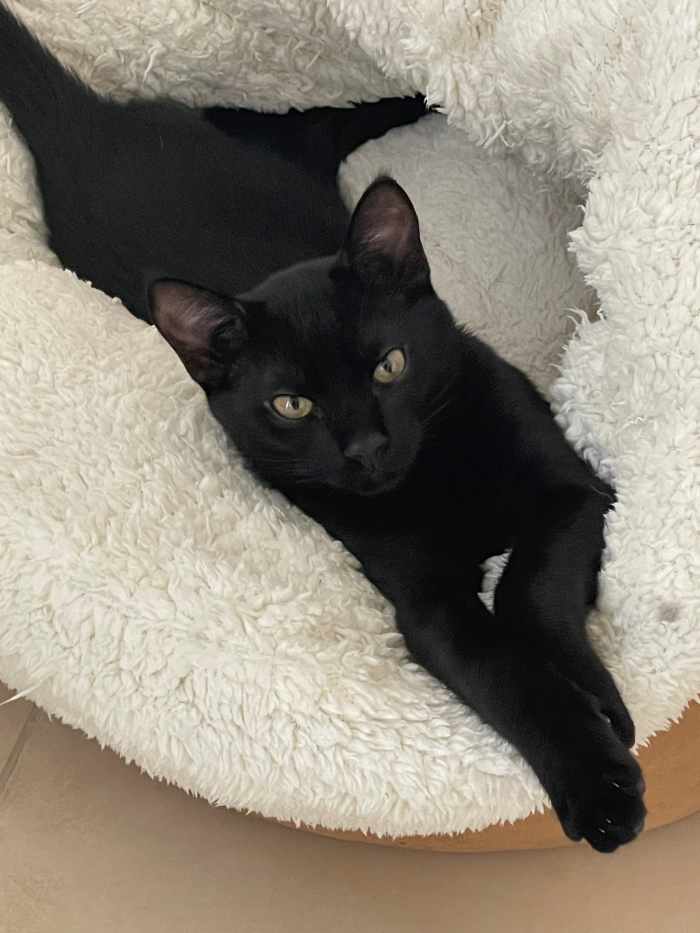 How to Care for an Abandoned Kitten - HubPages