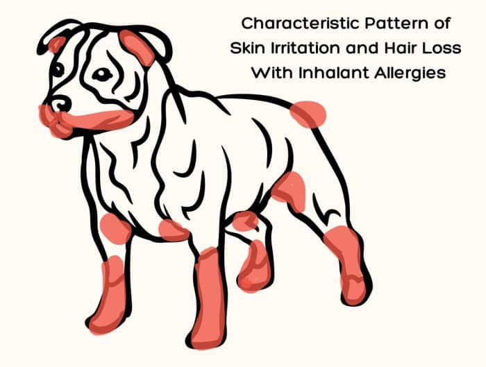 Why Is My Dog Losing Hair? Can I Diagnose His Skin Disease at Home