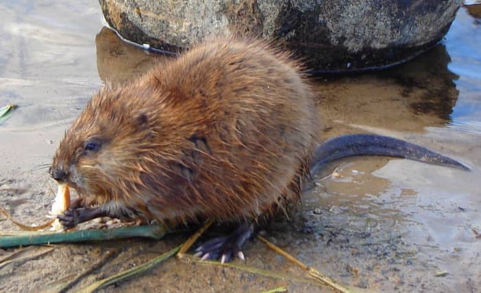 A Muskrat Trapping Bond - HubPages