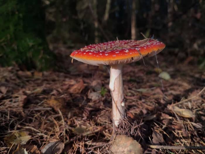 The Many Colours Of Fungi: Exploring Pigments - Hubpages