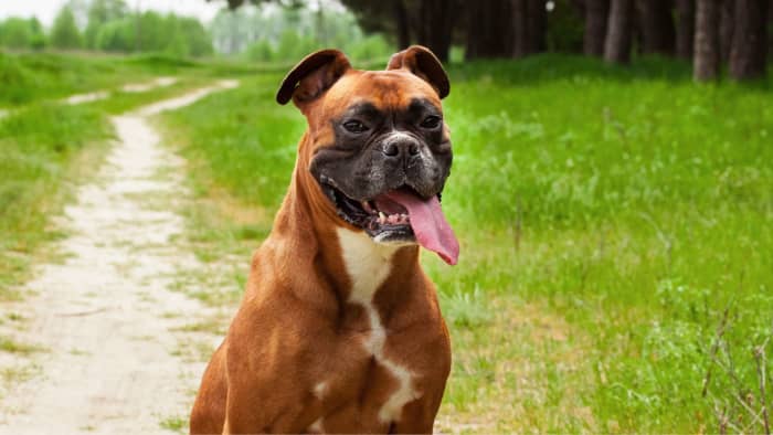 Boxers: The Upbeat and Playful Dog Breed With a Protective Nature ...