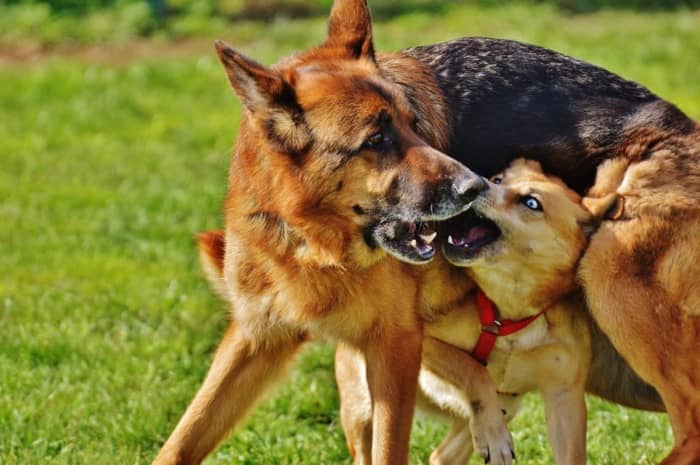 Will My German Shepherd Attack Small Dogs? How Can I Keep Everyone Safe ...