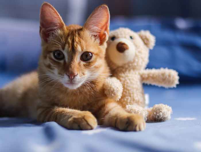 Cat Care 101 Essential Tips for New Cat Owners HubPages