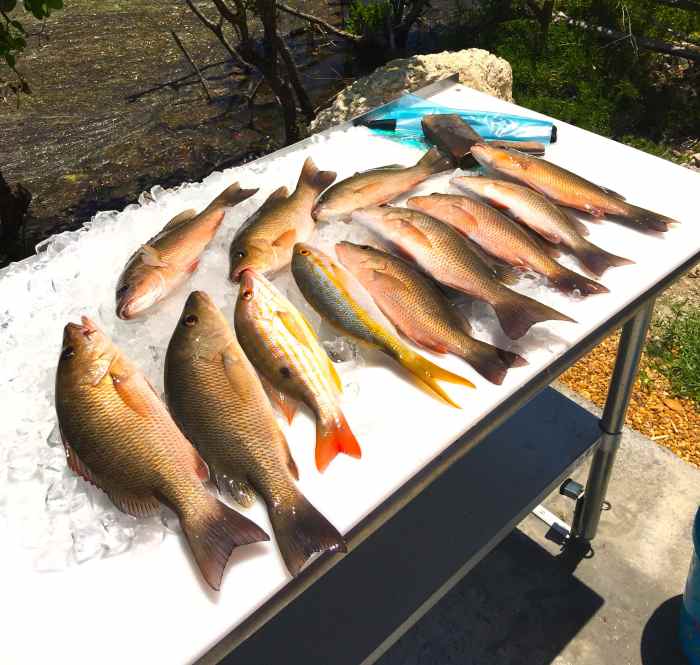 How to Locate and Catch Mangrove Snapper SkyAboveUs