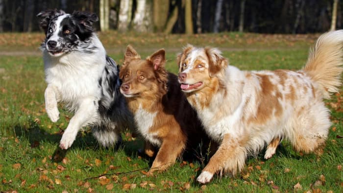 Australian Shepherds: Medium-Sized Dogs With Big Personalities - PetHelpful