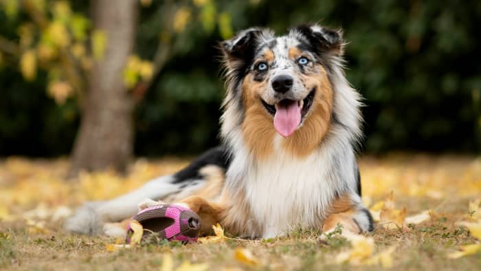 Australian Shepherds: Medium-Sized Dogs With Big Personalities - PetHelpful