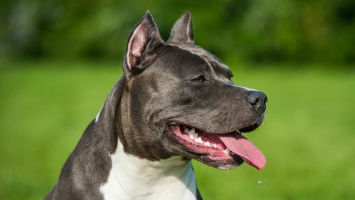 The American Staffordshire Terrier: Exploring Their Origins ...