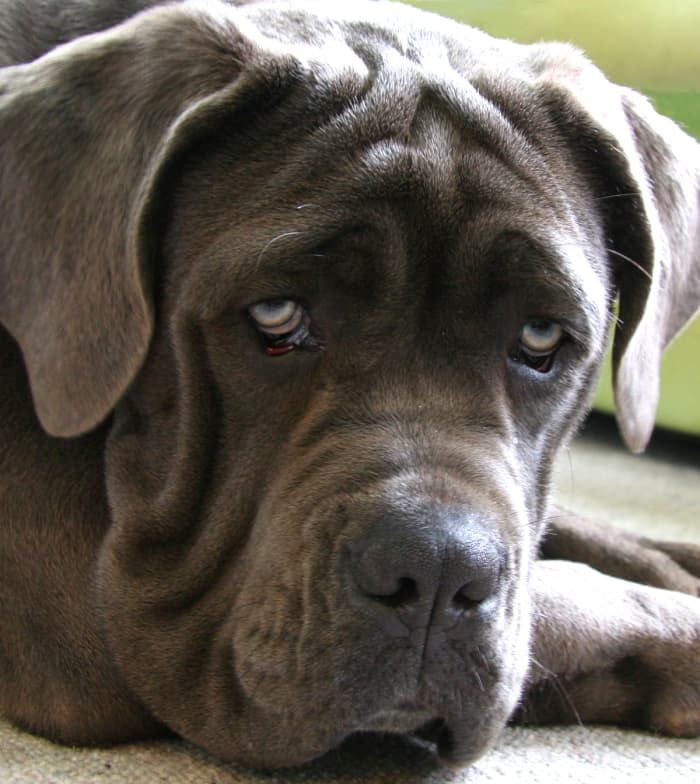 The Neapolitan Mastiff Breed: A Detailed Guide to Their History ...