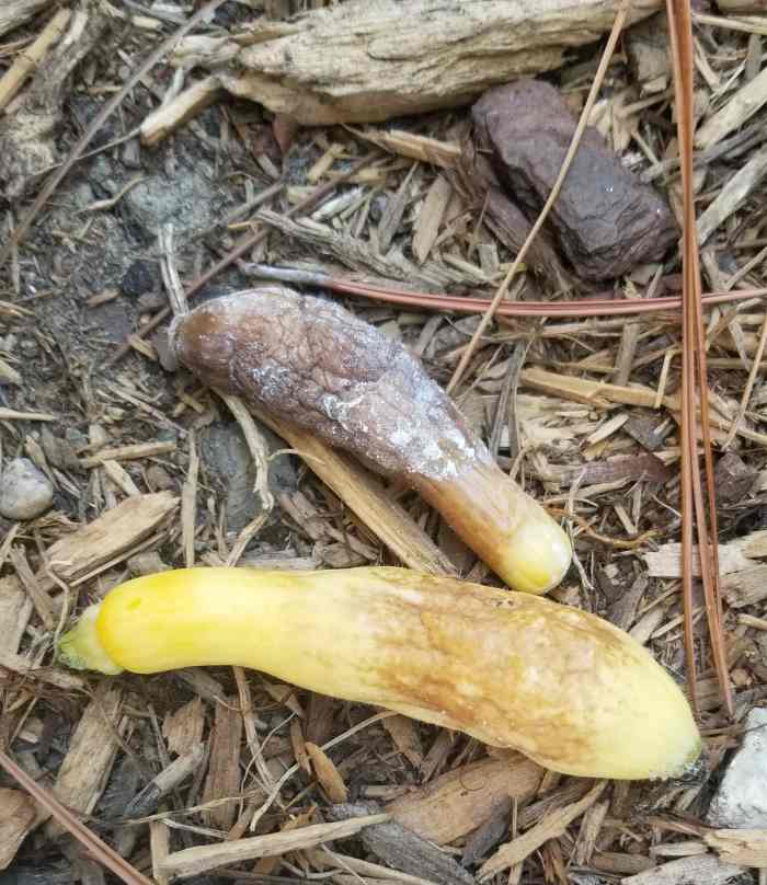 6 Proven Steps to Stop Overwatering and Save Your Squash Dengarden