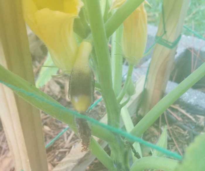 6 Proven Steps to Stop Overwatering and Save Your Squash Dengarden