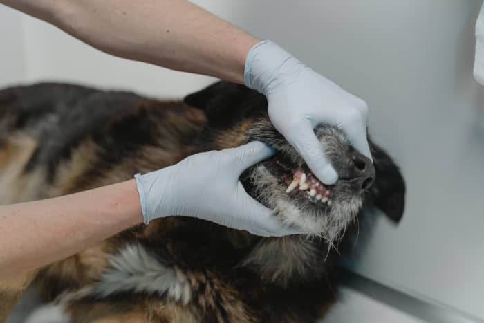 What to Do If Your Dog’s Gums Are Pale - PetHelpful