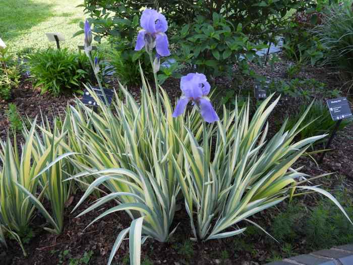 5 Flowering Plants That Grow in a Sandy Soil Garden Dengarden