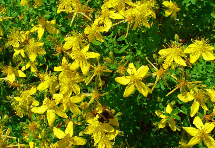 Зверобой для мужчин. Зверобой трава свойства польза и противопоказания для мужчин. Зверобой для мужчин. Зверобой гукера. Зверобой трава где собирать.