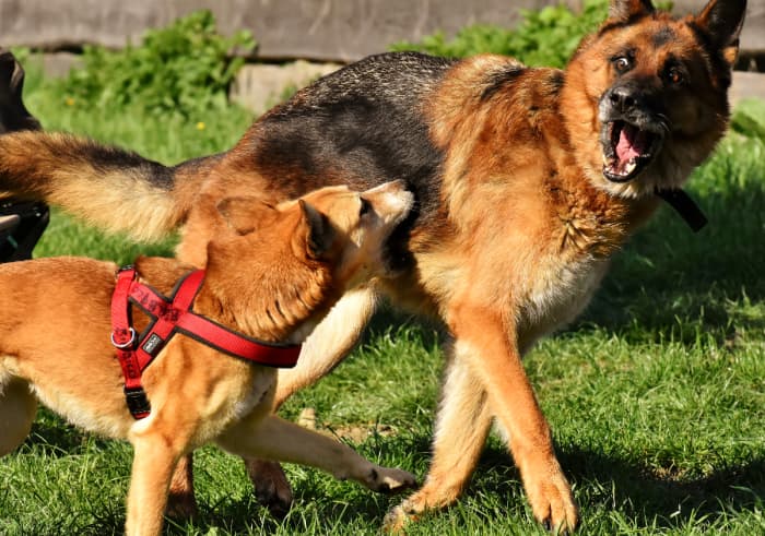 Redirected Aggression in Dogs: What Is It and How to Stop It? - PetHelpful