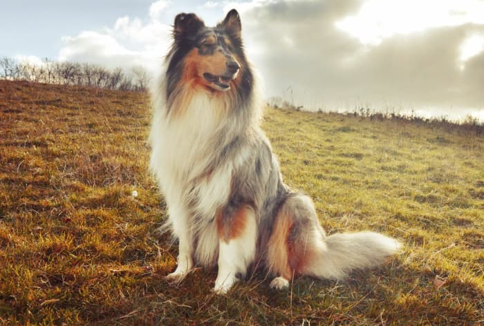 Complete Guide to the Collie: Unveiling the Beauty of this Remarkable ...