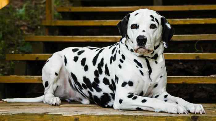 The Complete Guide to Dalmatians History, Care, and Training PetHelpful