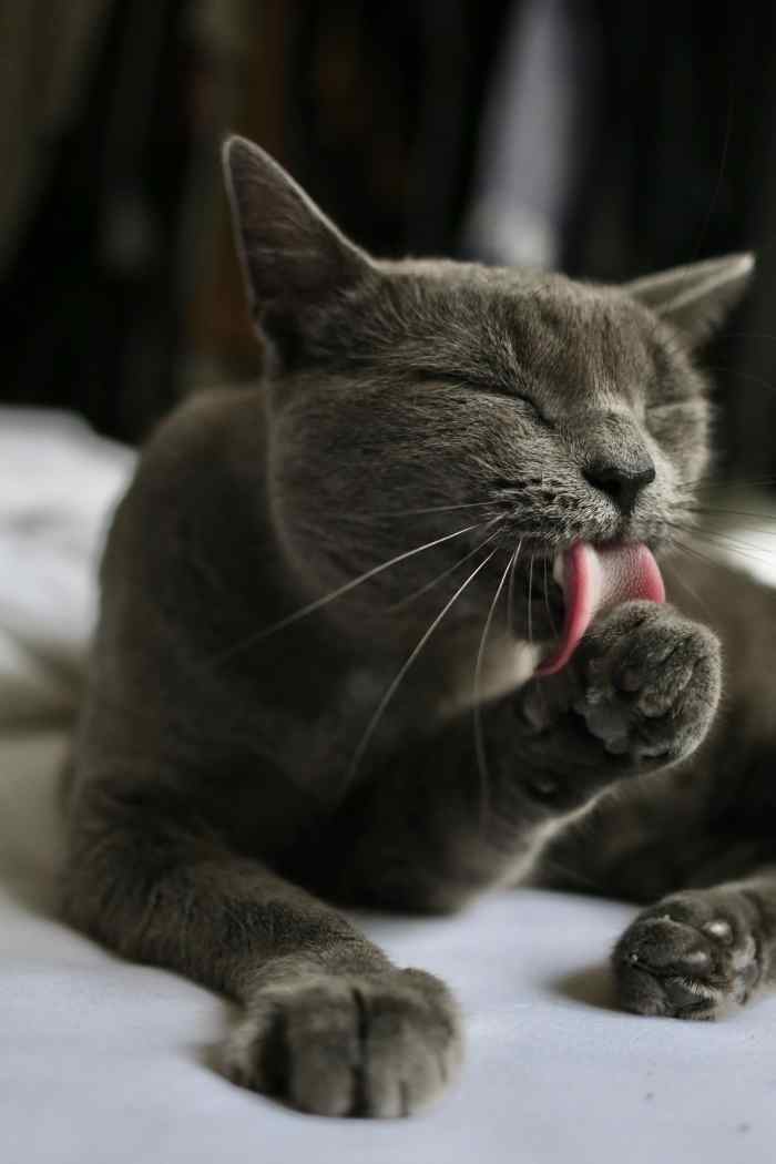 Litter Box Woes? What to Do If Your Cat Pees Over the Edge PetHelpful