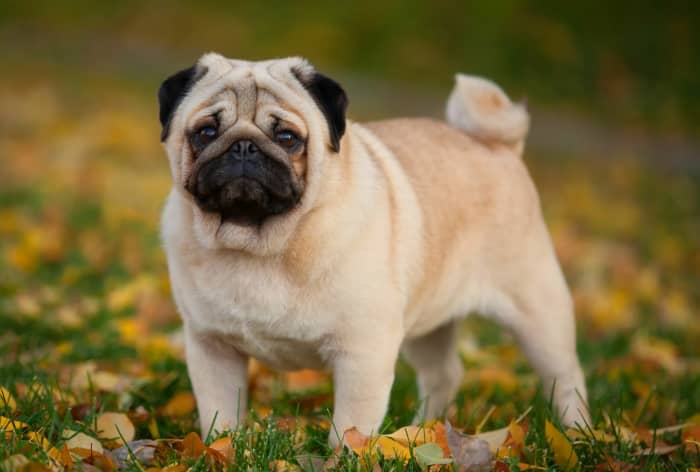 Understanding the Pug: A Comprehensive Guide to This Toy Breed - PetHelpful