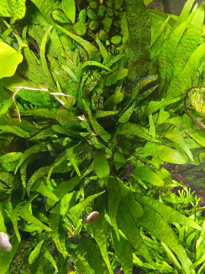 Illustrated Guide to the Top 5 Aquatic Ferns - HubPages