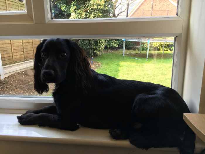 Your Dog Won't Move From One Spot? This Might Be Why PetHelpful