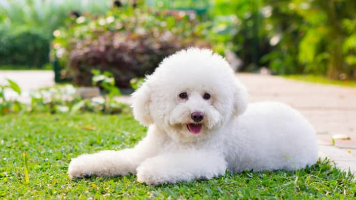 The Super Smart Toy Poodle: A Small Dog With a Big Personality - PetHelpful