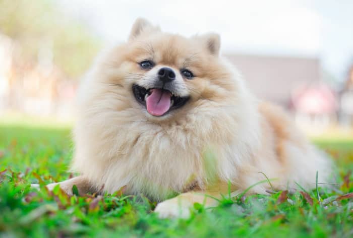 Exploring the Pomeranian: Breed History, Characteristics, and Care ...