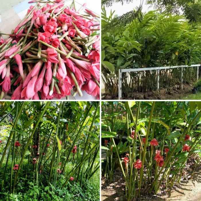 Torch Ginger Flower How to Grow, Care, Benefits and Uses HubPages