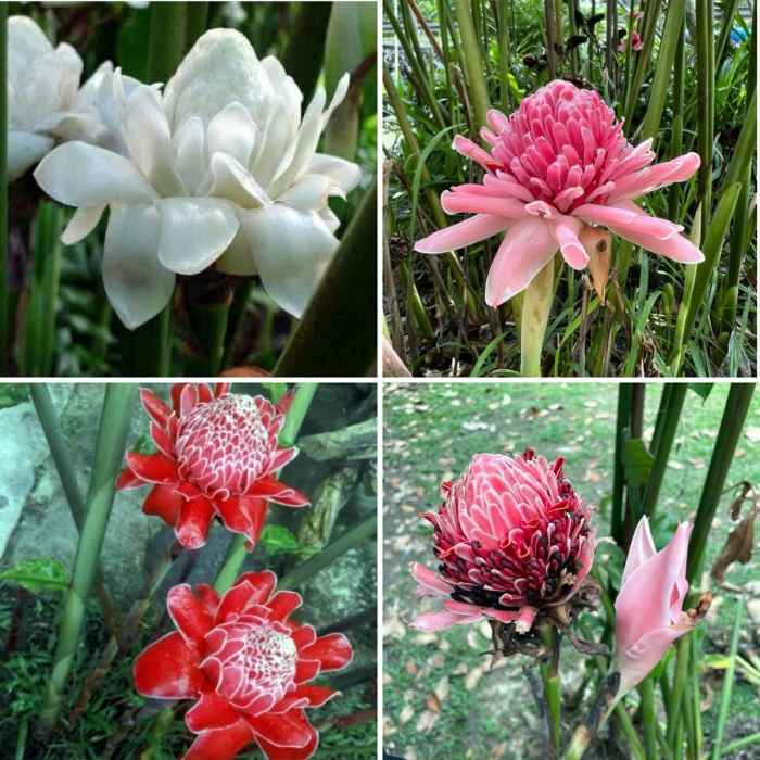 Torch Ginger Flower How to Grow, Care, Benefits and Uses HubPages