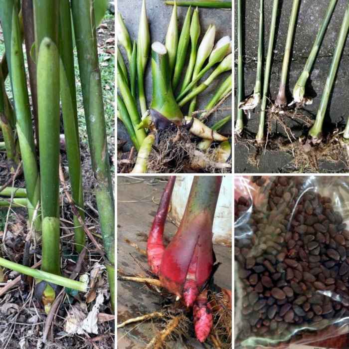 Torch Ginger Flower How to Grow, Care, Benefits and Uses HubPages