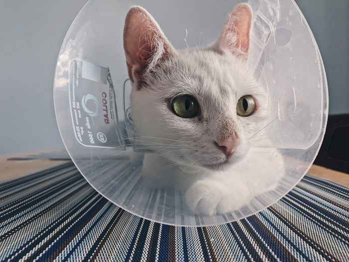 Care Tips and Changes to Expect After Neutering Your Cat PetHelpful