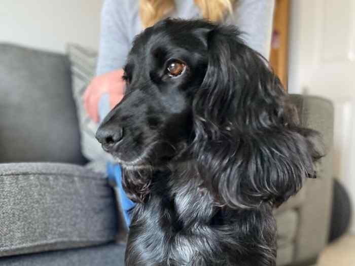 How to Support Your Dog's UTI With Natural Home Remedies PetHelpful