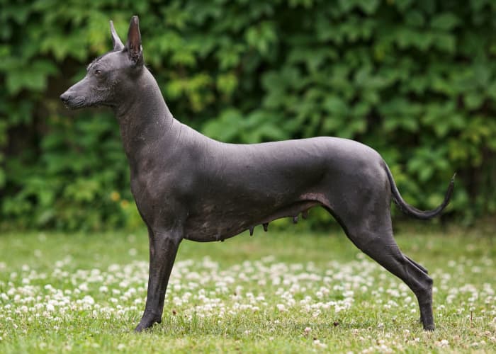 9 Rarest Dog Breeds in the World: Gems in Fur and History - HubPages