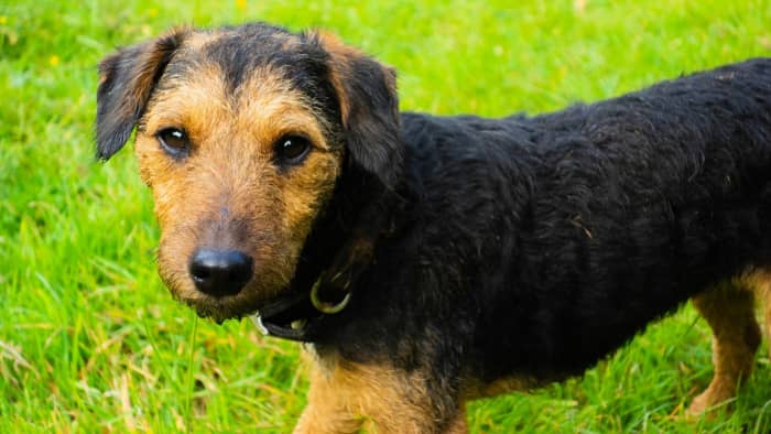 The Lakeland Terrier: A Comprehensive Guide to Their Characteristics ...